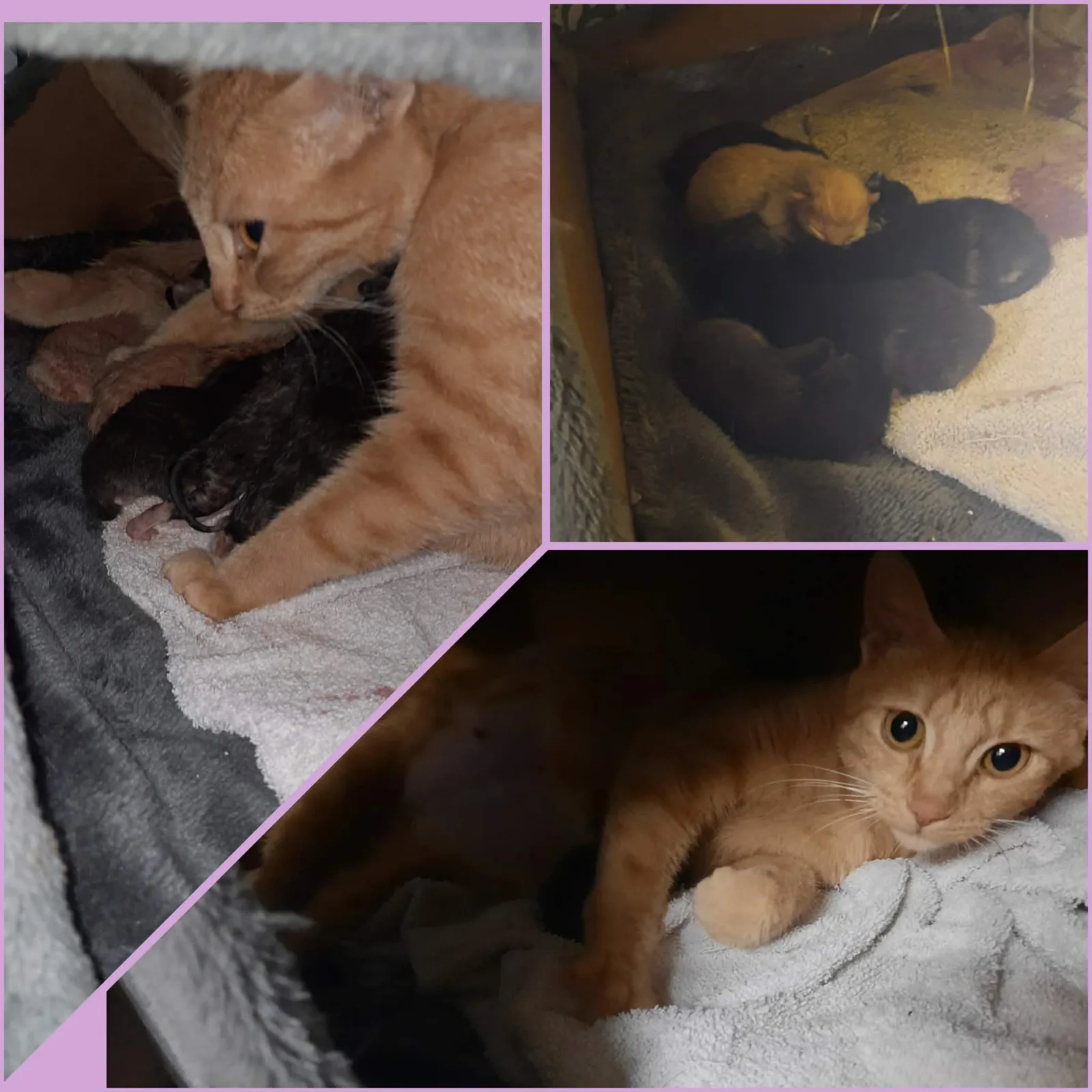 Kitten uit het nestje van Emily