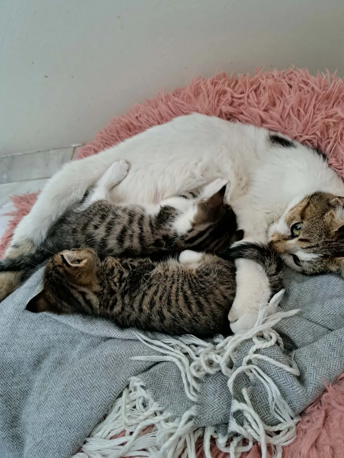 Kitten uit het nestje van Mimi