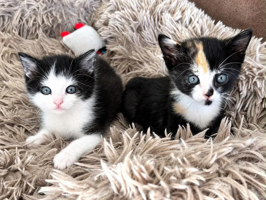 Twee kittens, een zwart-witte en een driekleurige, op een zachte deken