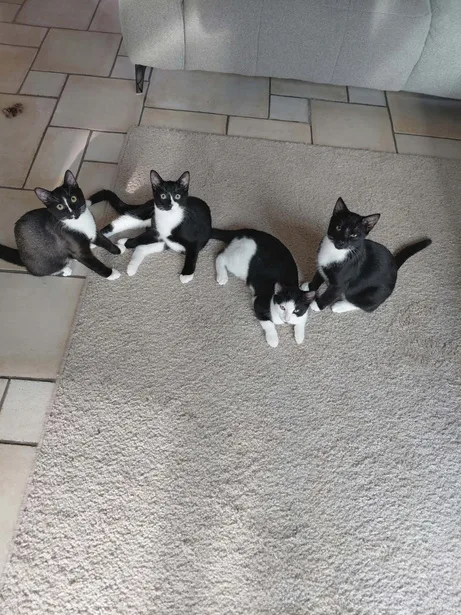 Vier zwart-witte kittens op een tapijt, alle vier kijkend naar de camera