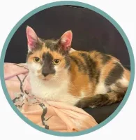 Vixy, een driekleurige poes, rustend op haar vaste plekje