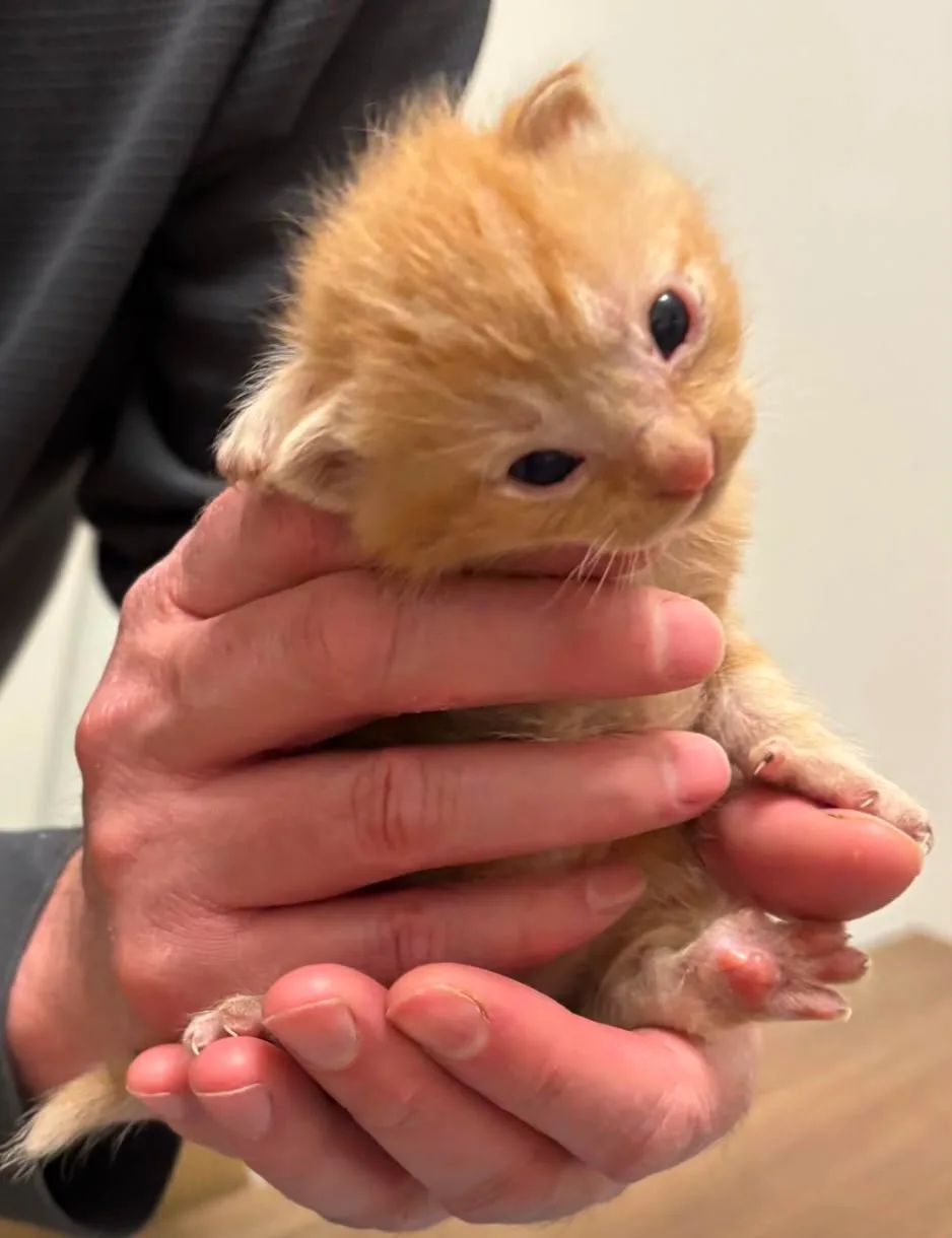 Quick als piepklein kitten van twee weken, met scheef hoofdje, in de handen van zijn opvangouder