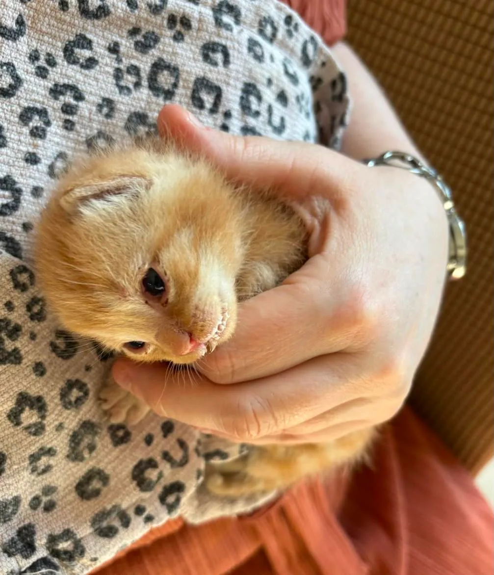 Quick als klein kitten, veilig in de hand van zijn opvangmama