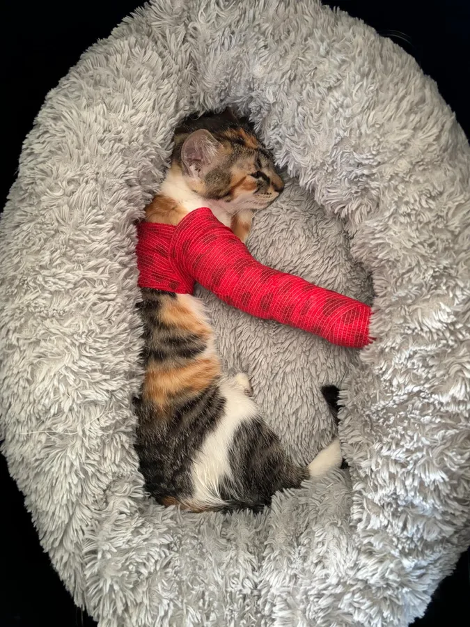 Yuna als kitten met haar rechtervoorpootje in een rode spalk, opgekruld in een grijs mandje